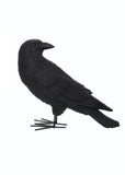 Fright Night Crow