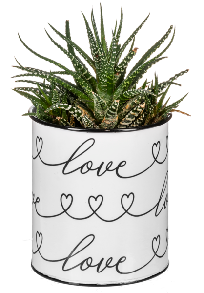 LOVE Hearts Planters (CLEARANCE)